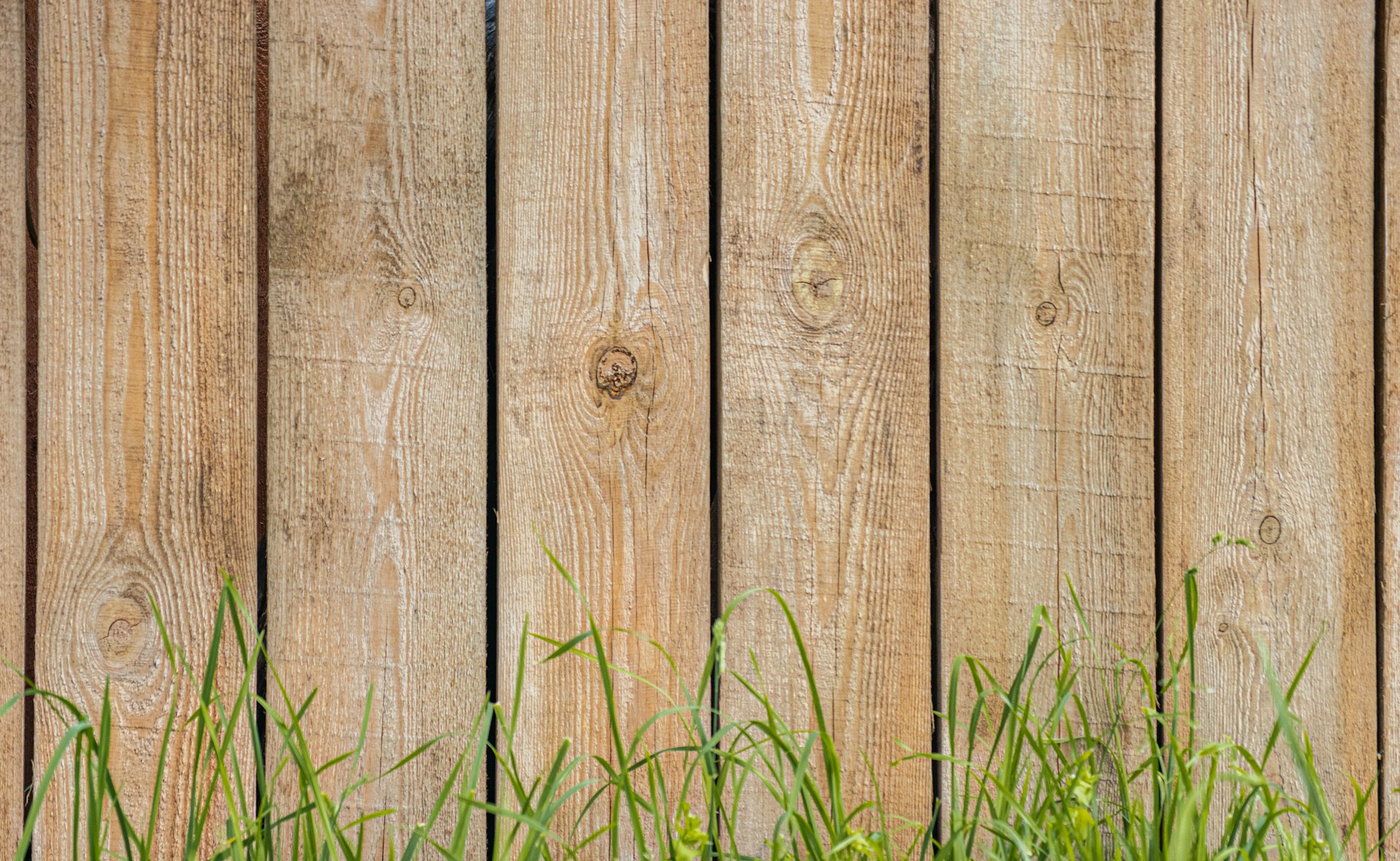 Wooden fence in a yard in Bellevue. Image by Unsplash