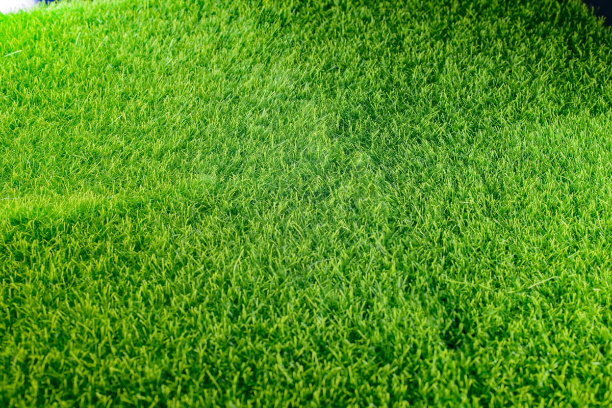 Grass