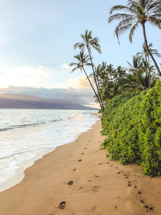 Beach, palm trees